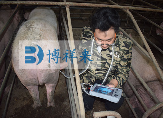 母猪测孕仪BXL-V20