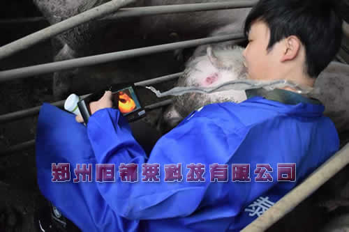 便携式猪用B超机检测母猪