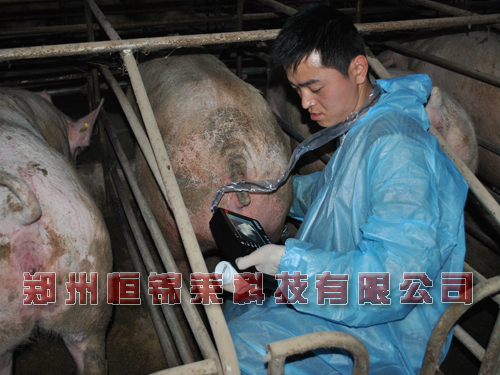 猪用B超机检测母猪妊娠