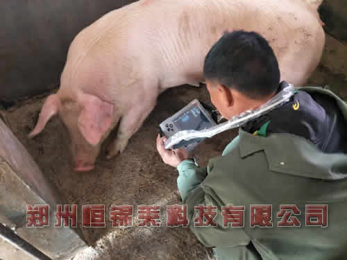 猪用B超机检测母猪发情卵巢情况