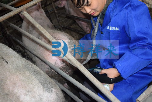 猪用B超机检测母猪生产时常见问题
